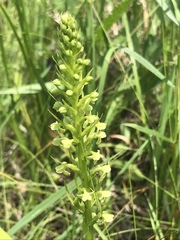 Platanthera flava herbiola