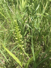 Platanthera flava herbiola