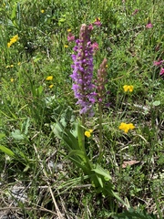 Gymnadenia