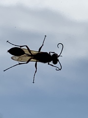 Hymenoptera
