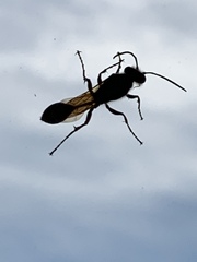 Hymenoptera