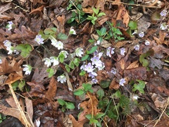 Hepatica americana