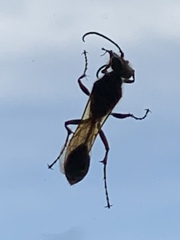 Hymenoptera