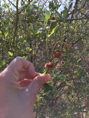 Asphondylia ceanothi