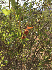 Asphondylia ceanothi