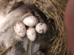 Thryothorus ludovicianus