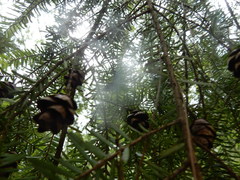 Pseudotsuga wilsoniana