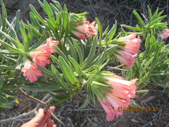 Lobostemon belliformis