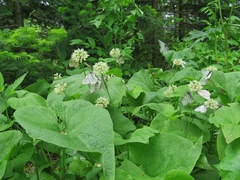 Allium microdictyon