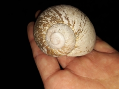 Hedleyella falconeri