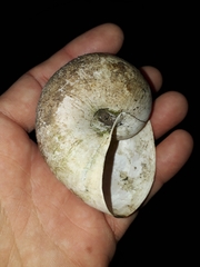 Hedleyella falconeri