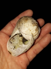 Hedleyella falconeri