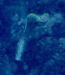 Chromileptes altivelis