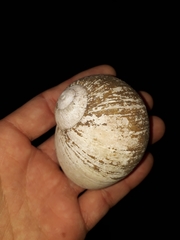 Hedleyella falconeri