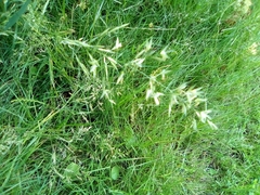 Poaceae