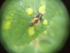 Harmonia axyridis