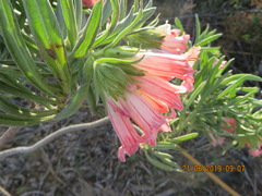 Lobostemon belliformis