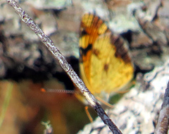 Phyciodes tharos image