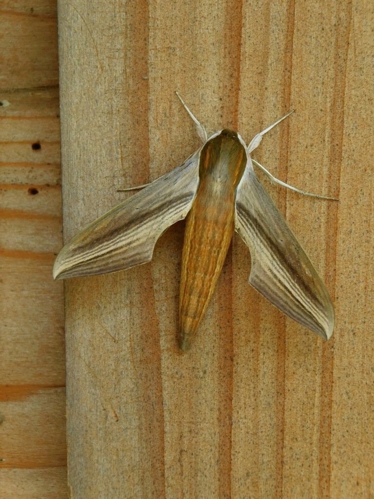 Tersa Sphinx