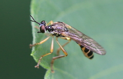 Dioctria linearis
