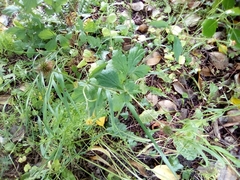 Geum