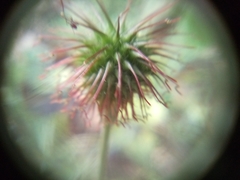 Geum