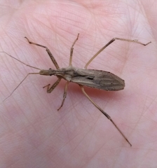 Stenopoda spinulosa