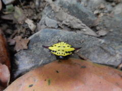 Gasteracantha sauteri