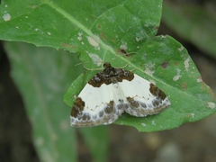 Mesoleuca albicillata