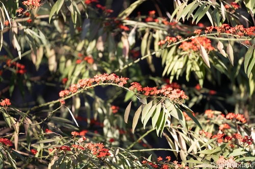 Scarlet-plume (Euphorbia fulgens)