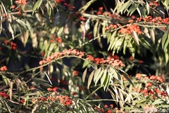 Euphorbia fulgens