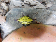 Gasteracantha sauteri