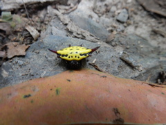 Gasteracantha sauteri