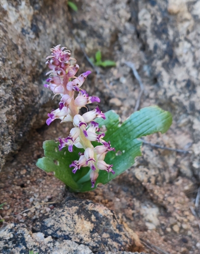 Image of Lachenalia carnosa by (c) Andreas Schneider, some rights reserved (CC BY)