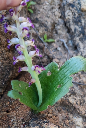 Image of Lachenalia carnosa by (c) Andreas Schneider, some rights reserved (CC BY)