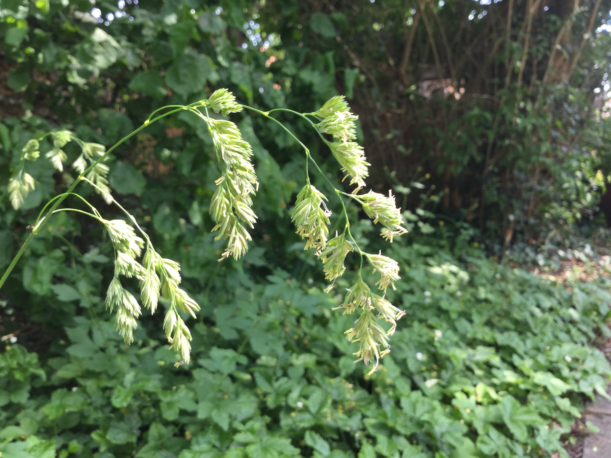Dactylis glomerata ssp. lobata