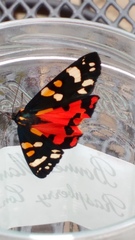 Callimorpha dominula