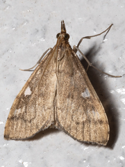 Udea hyalistis