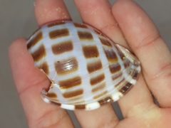 Phalium areola