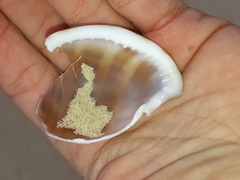 Phalium areola