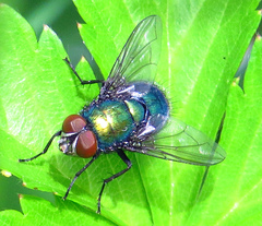 Lucilia illustris