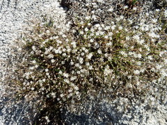 Sabulina nuttallii