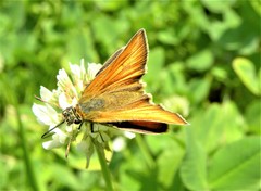 Thymelicus sylvestris