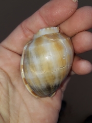 Phalium bandatum
