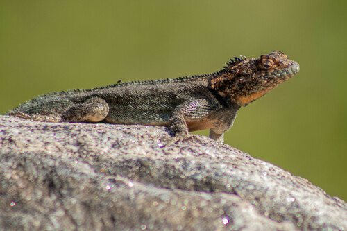 Spiny Lava Lizard, Tropidurus spinulosus