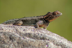 Spiny Lava Lizard