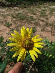 Helianthus resinosus