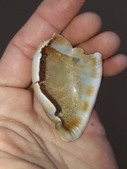 Phalium bandatum