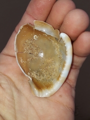 Phalium bandatum