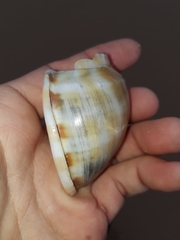 Phalium bandatum